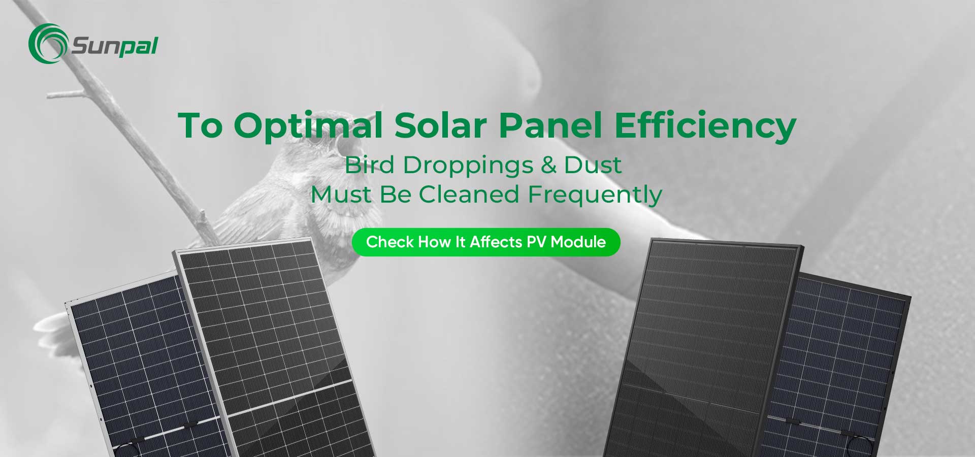 Staub und Vogelkot: Reinigung für optimale Solarmodulleistung